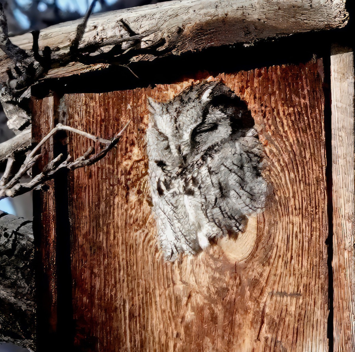 Western Screech-Owl - ML612778051