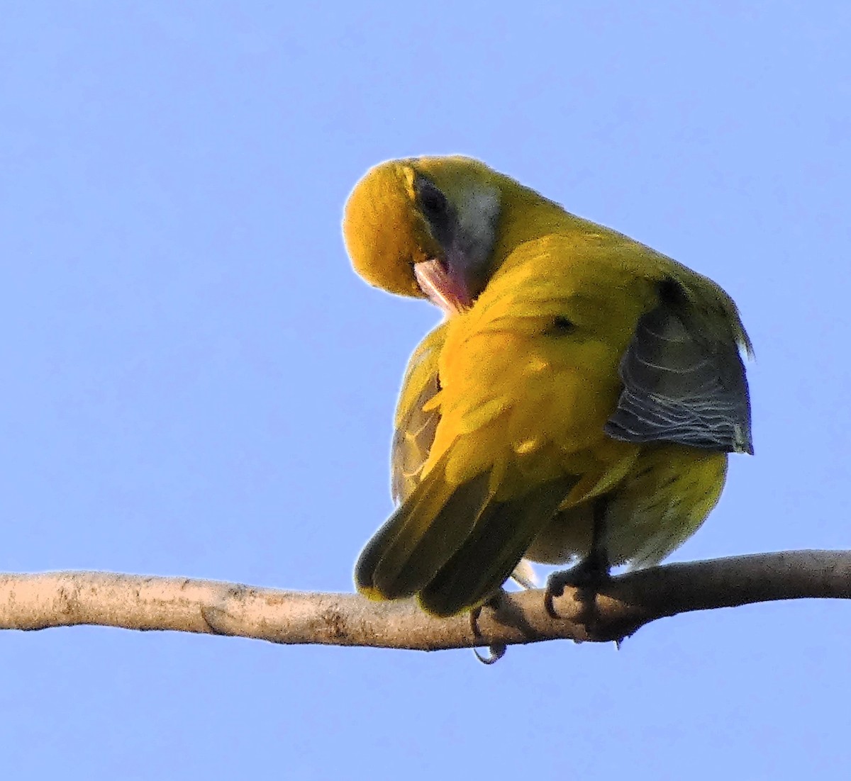 Indian Golden Oriole - ML612778054