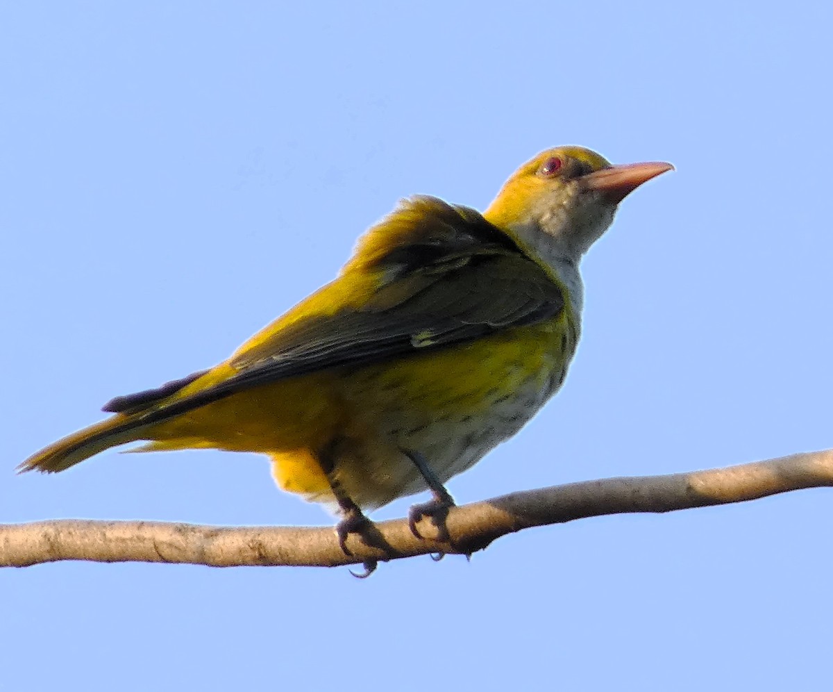 Indian Golden Oriole - ML612778055