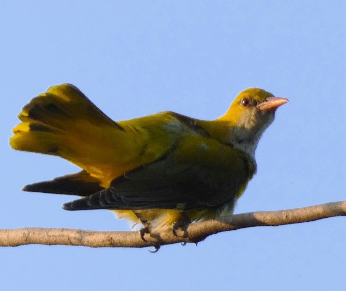 Indian Golden Oriole - ML612778056