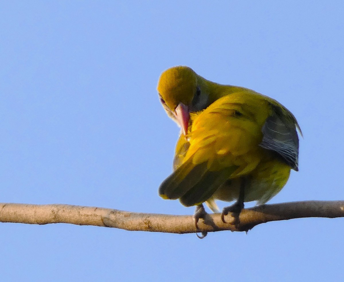 Indian Golden Oriole - ML612778057