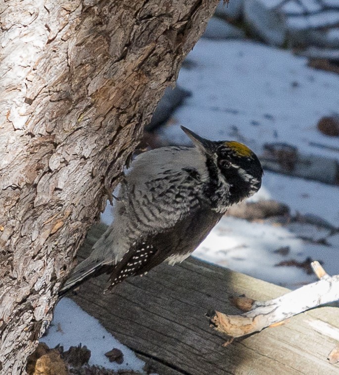 American Three-toed Woodpecker - ML612778098