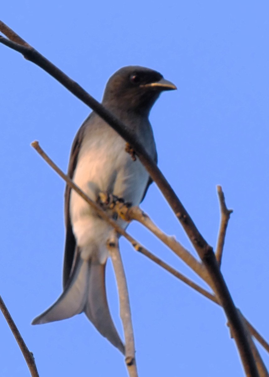 White-bellied Drongo - ML612778099