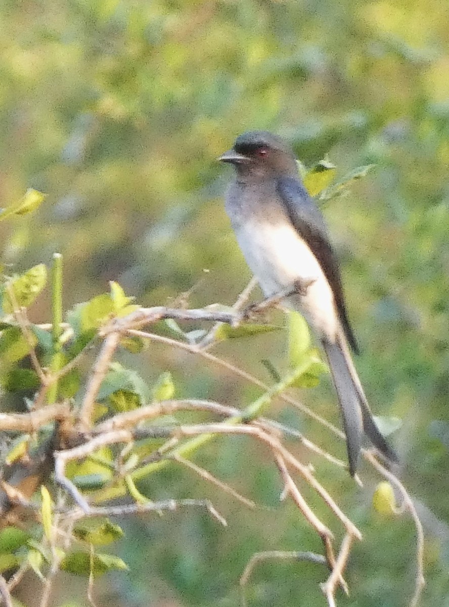 White-bellied Drongo - ML612778100