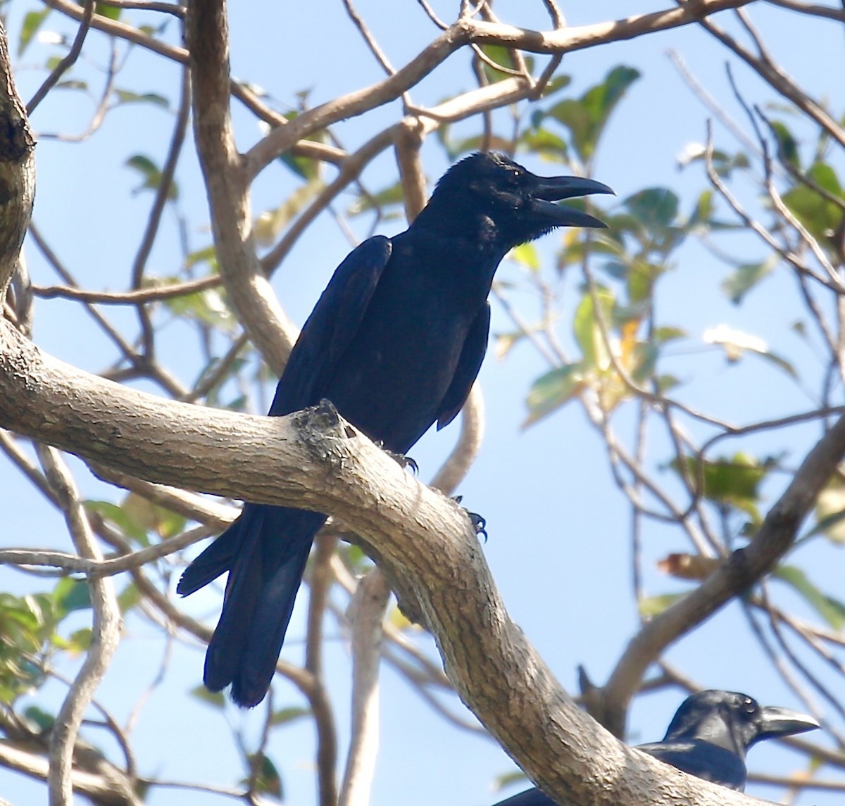 Large-billed Crow - Mark  Hogarth