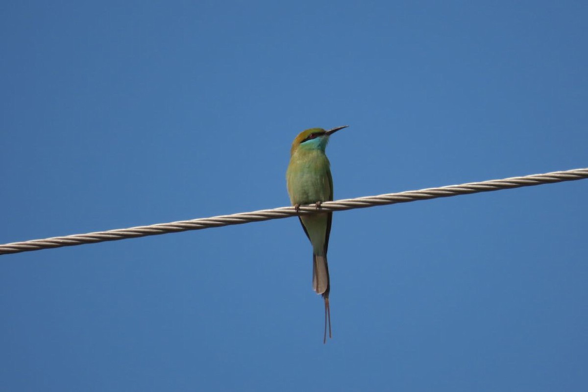 Asian Green Bee-eater - ML612778488