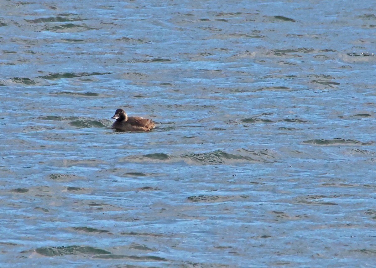 Surf Scoter - Rob Francis