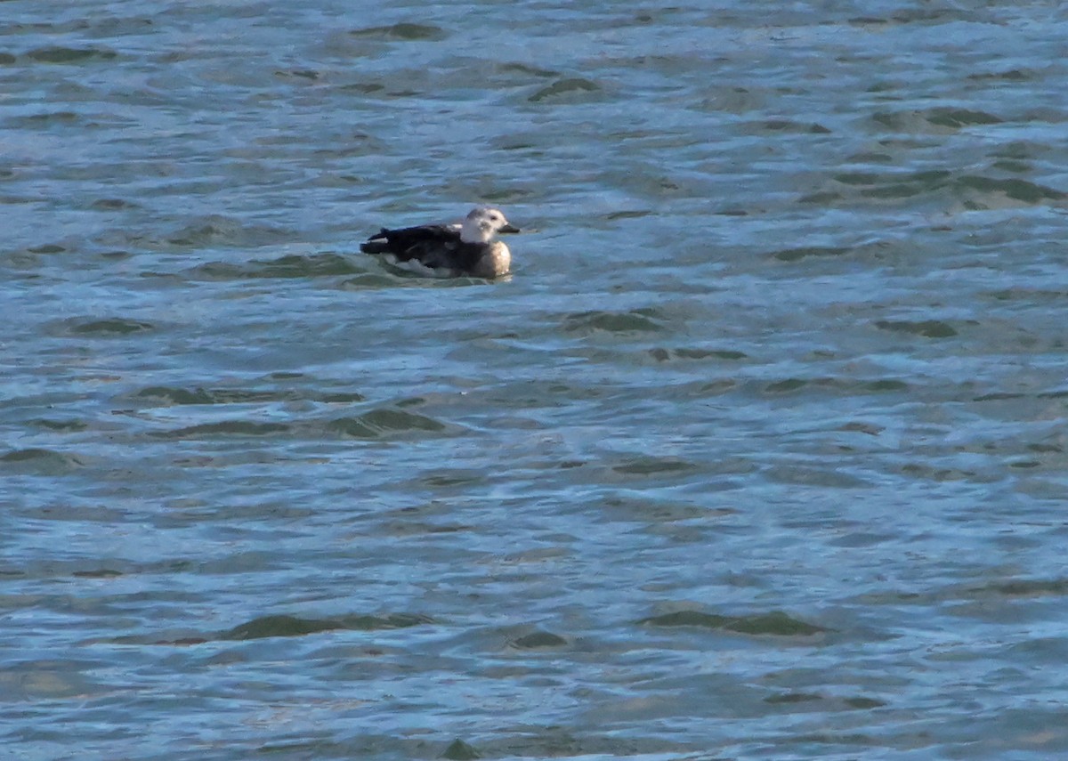 Long-tailed Duck - Rob Francis