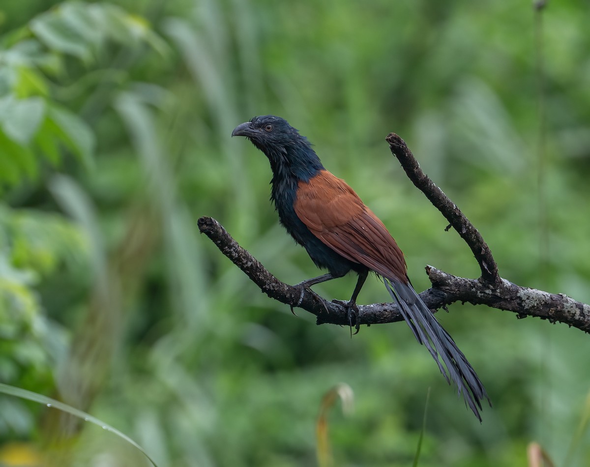 Lesser Coucal - ML612778633