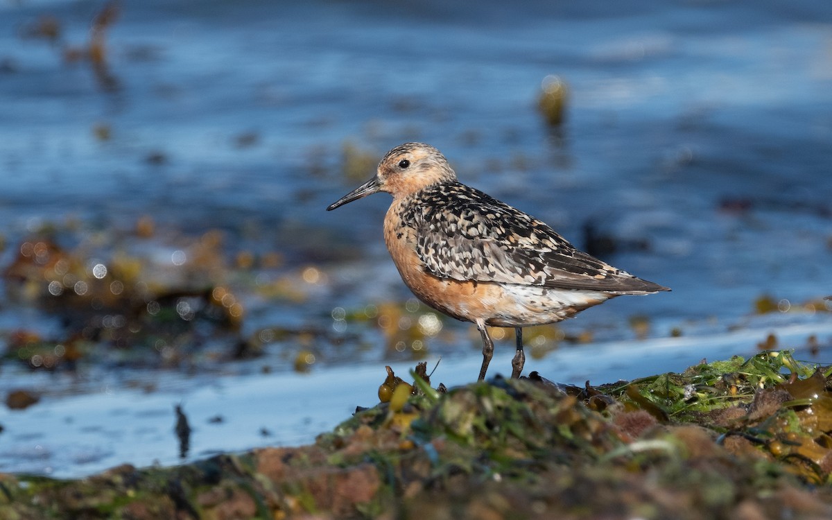 Red Knot - Emmanuel Naudot