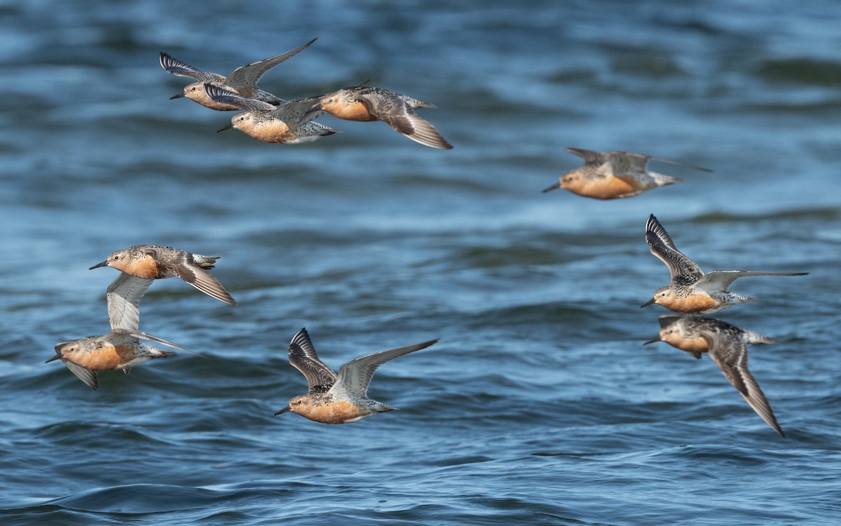 Red Knot - ML612778711