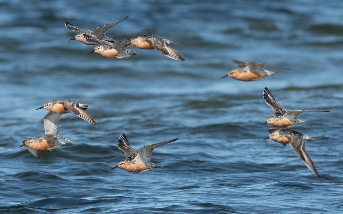 Red Knot - Emmanuel Naudot