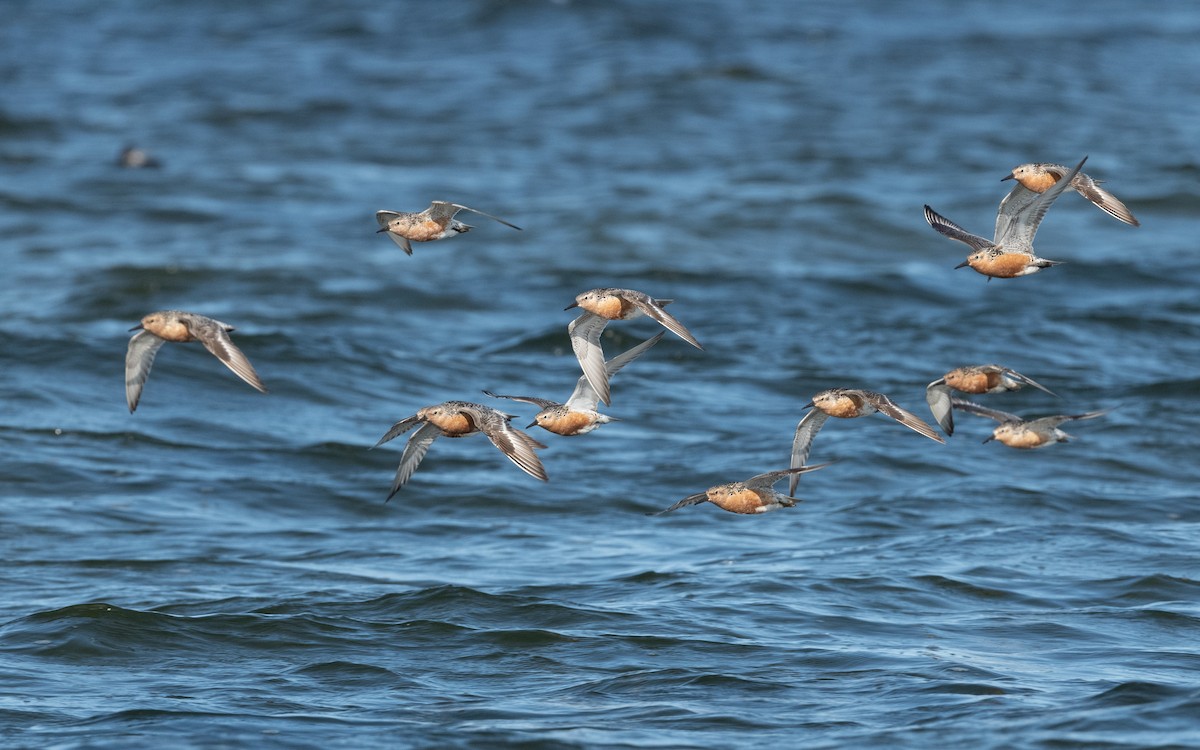 Red Knot - Emmanuel Naudot