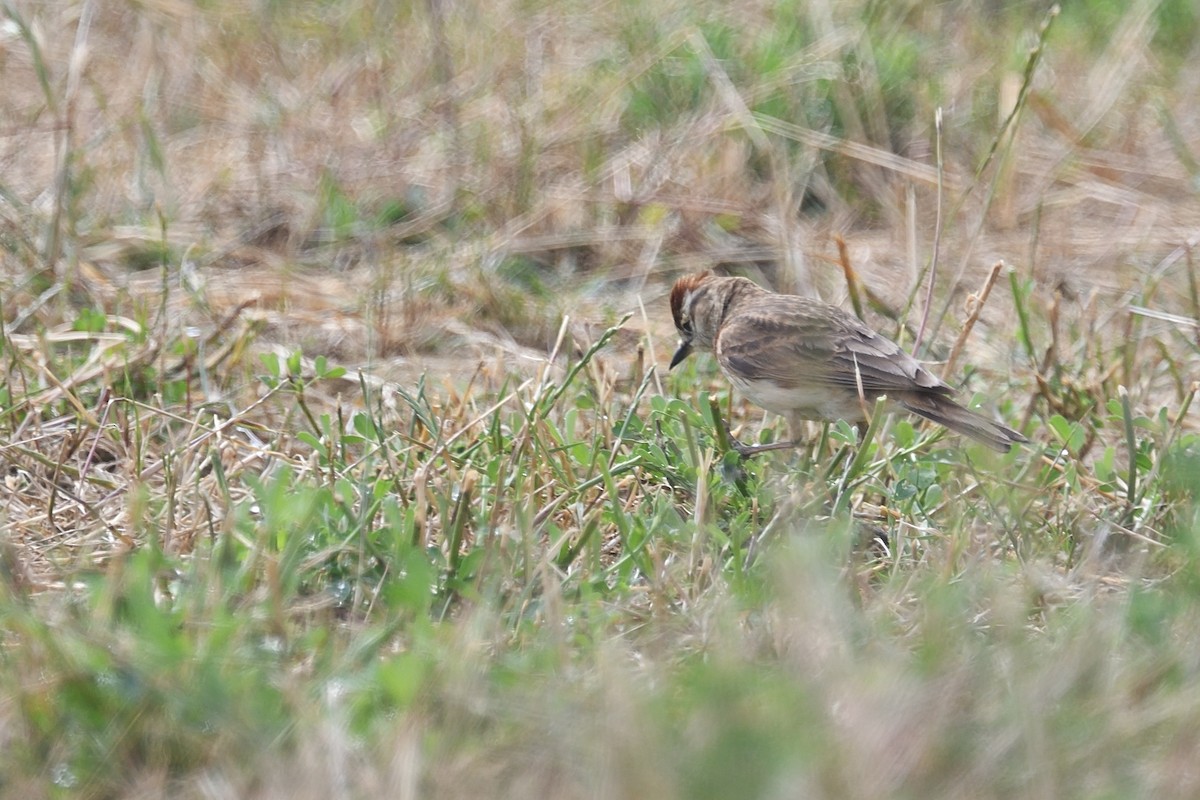 Red-capped Lark - ML612778811