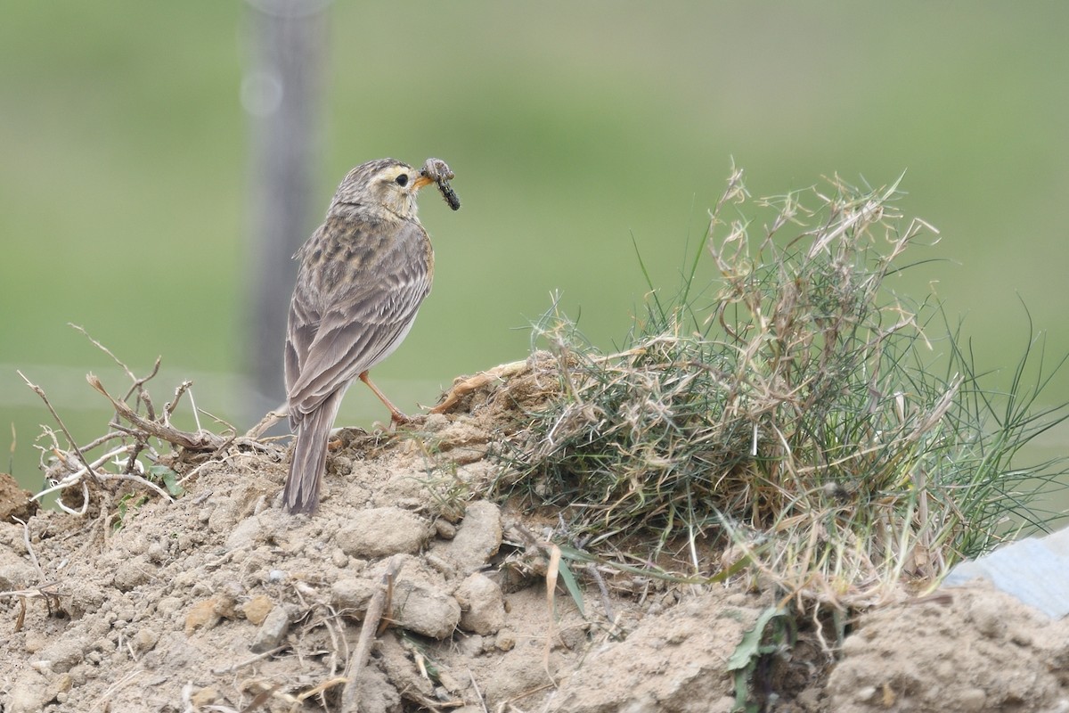 African Pipit - ML612778836