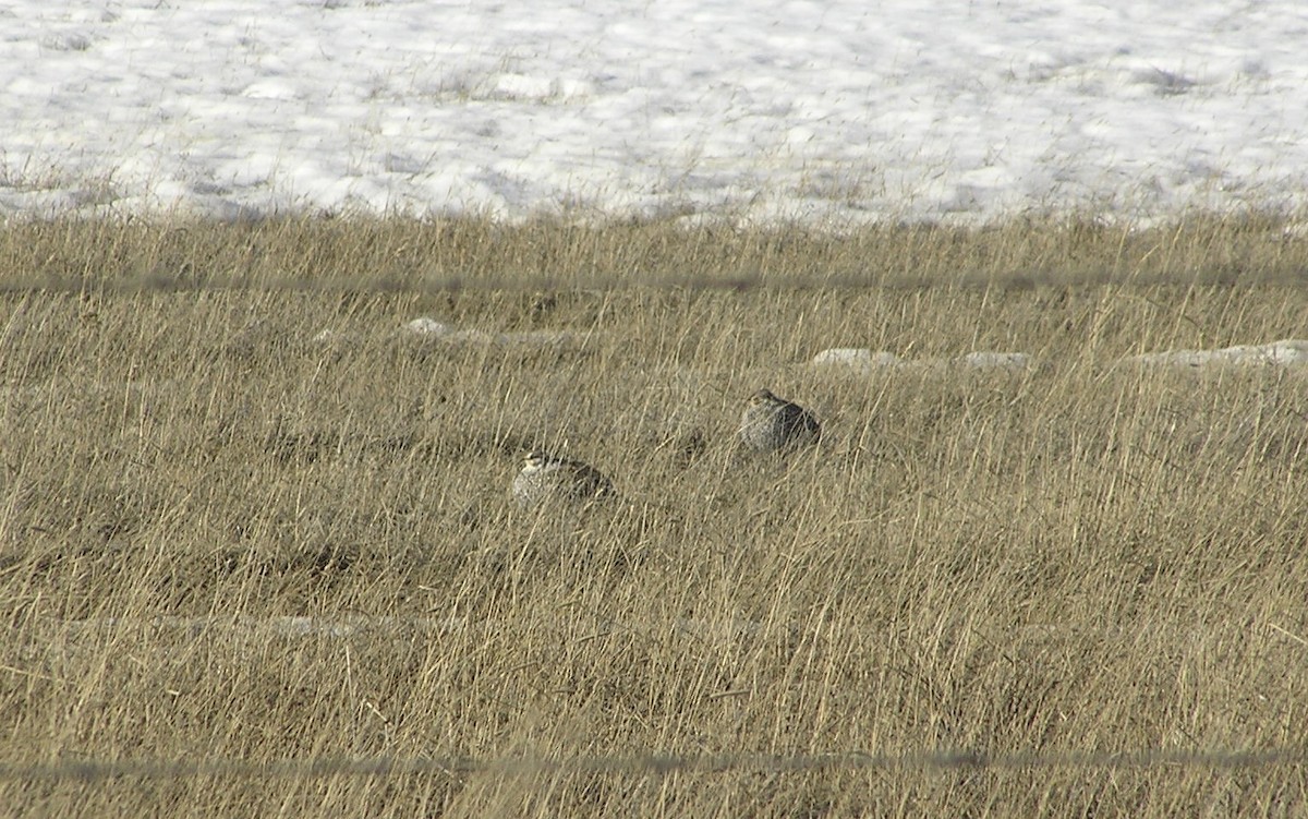 Sharp-tailed Grouse - ML612778866