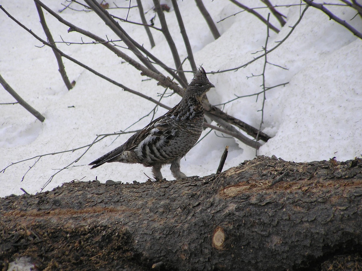 Ruffed Grouse - Thomas Plath