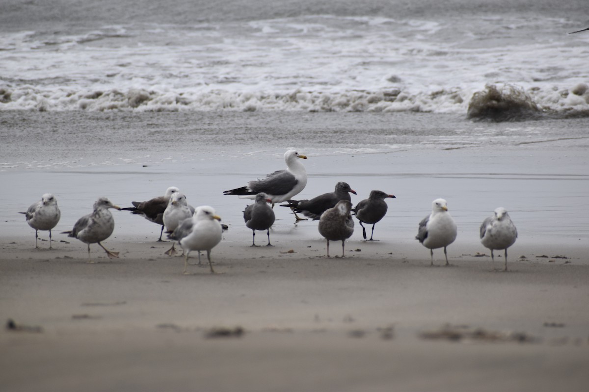 California Gull - ML612778969