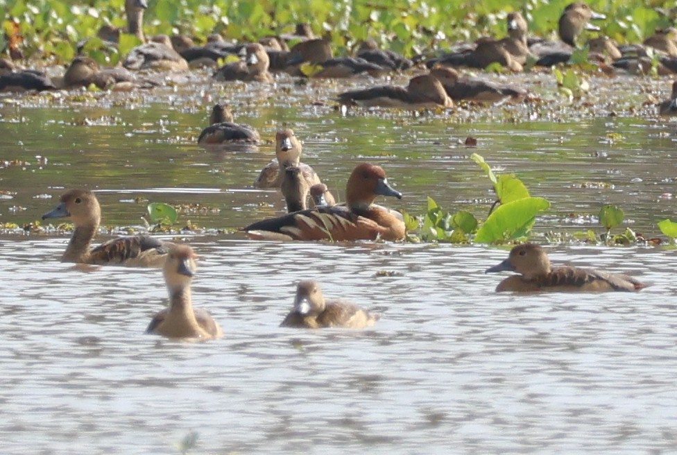 Fulvous Whistling-Duck - ML612778977