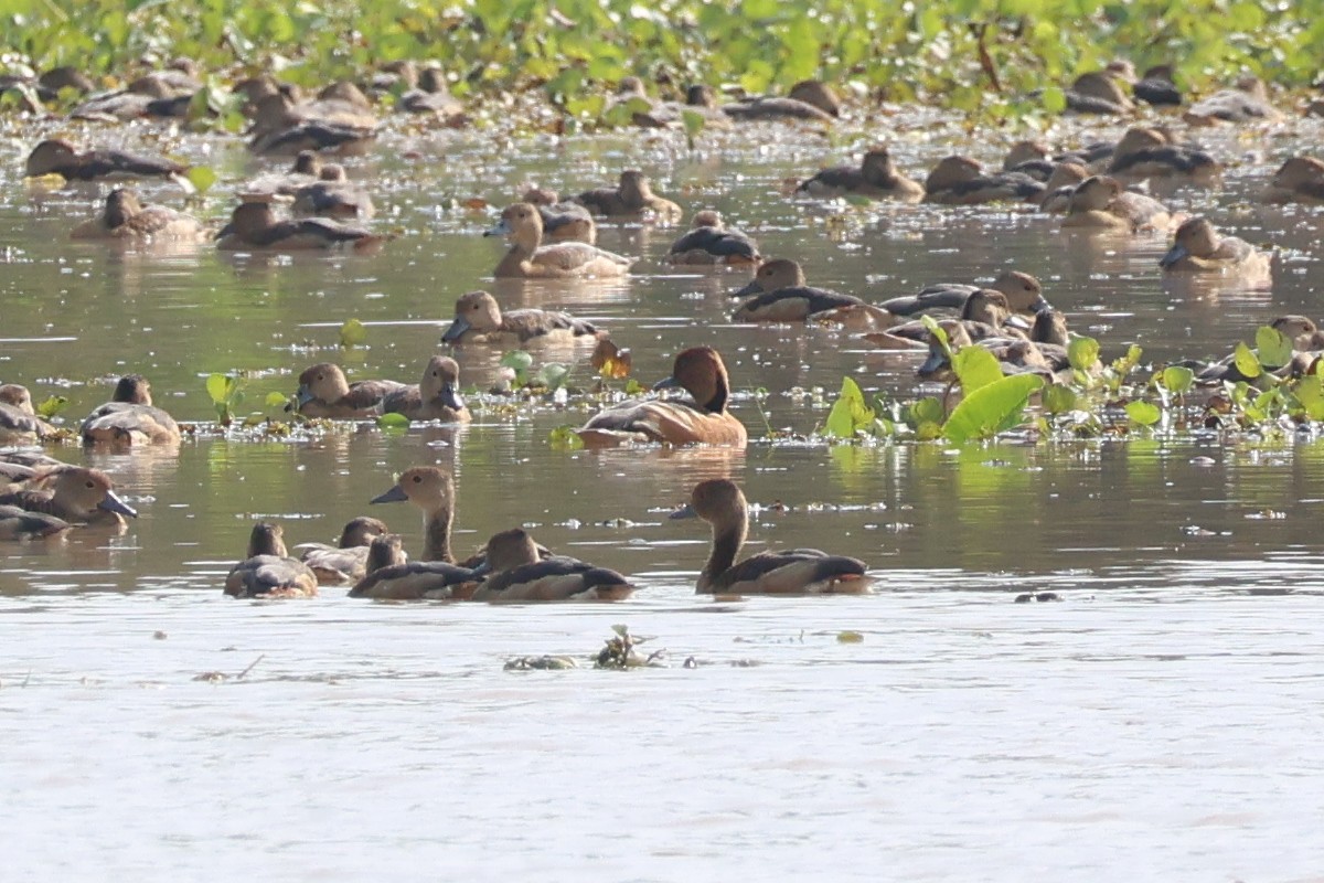 Fulvous Whistling-Duck - ML612778978