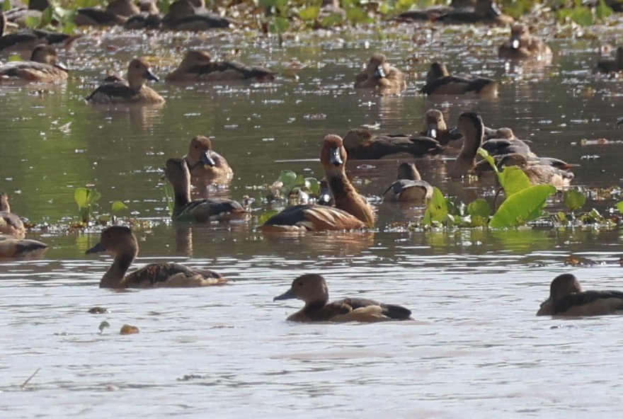 Fulvous Whistling-Duck - ML612778979
