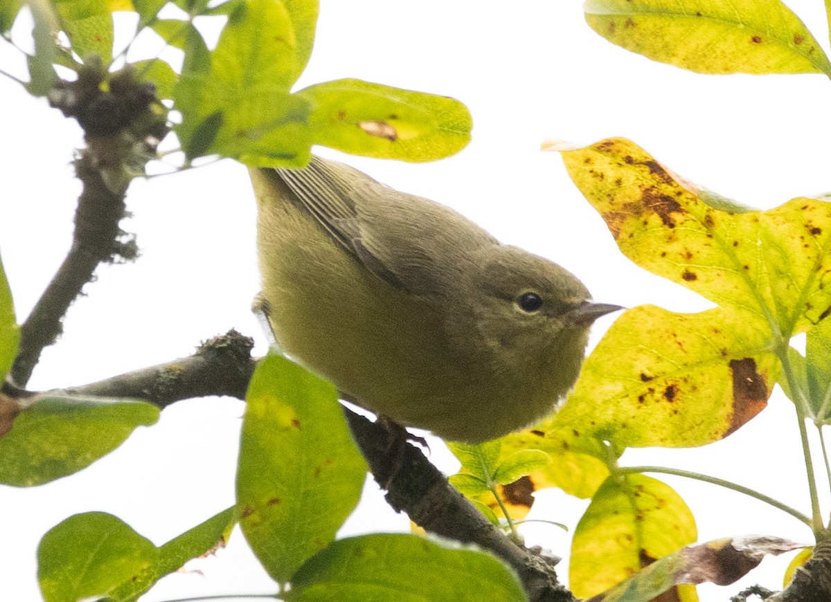 Orange-crowned Warbler - ML612778991