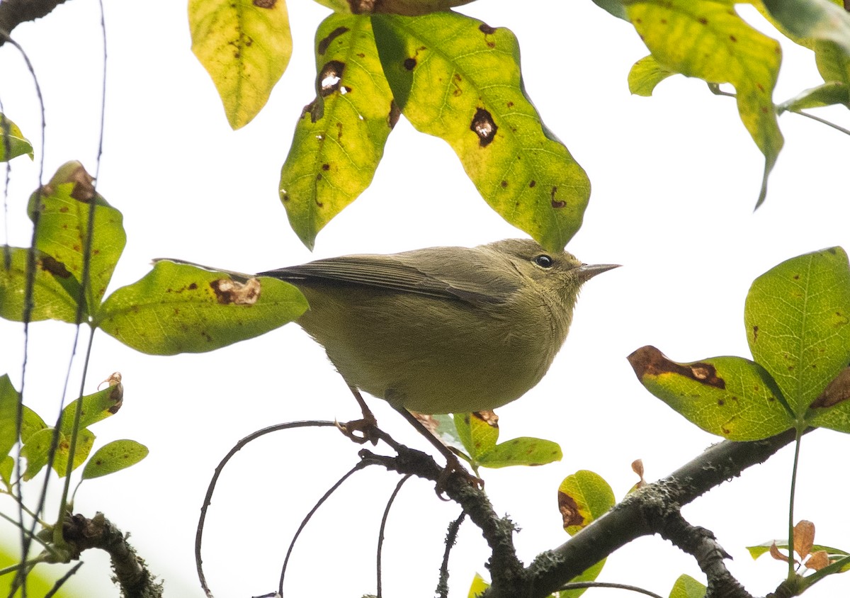 Orange-crowned Warbler - ML612778992