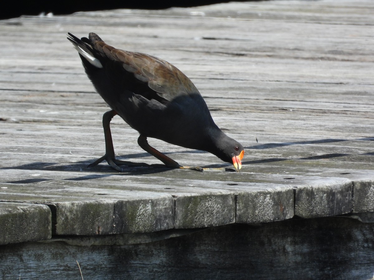 Gallinule sombre - ML612779001