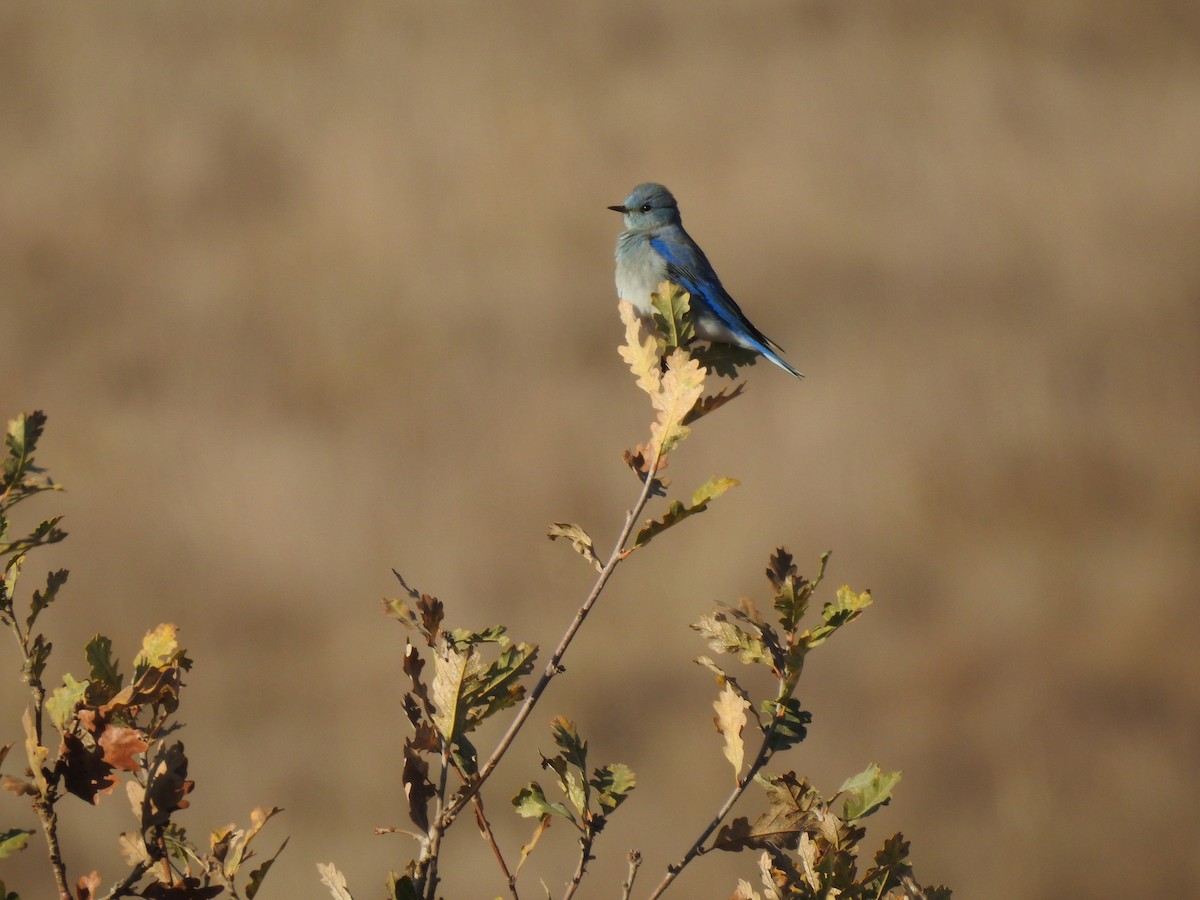 Mountain Bluebird - ML612779163