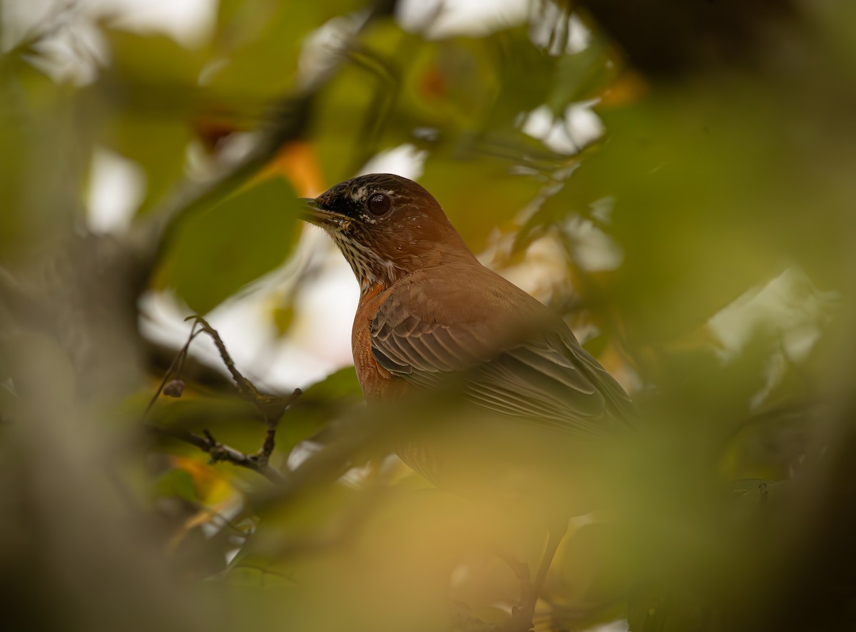 American Robin - ML612779220