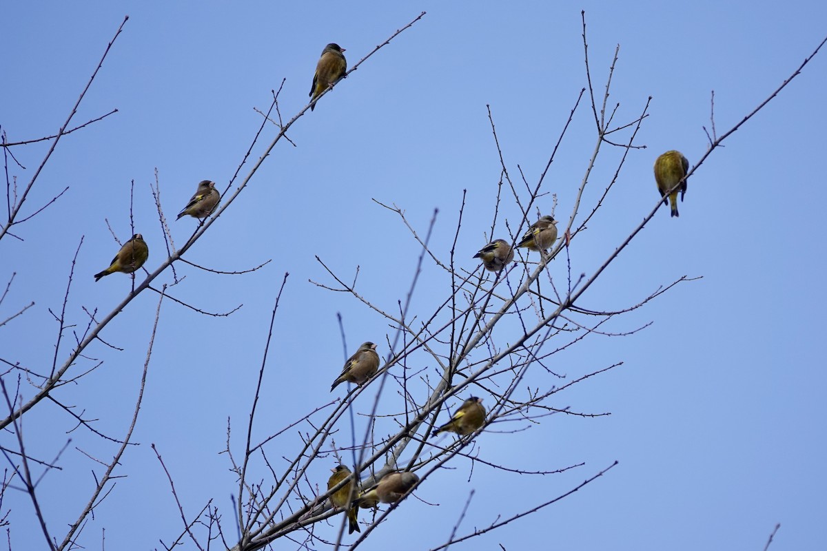 Oriental Greenfinch - ML612779232