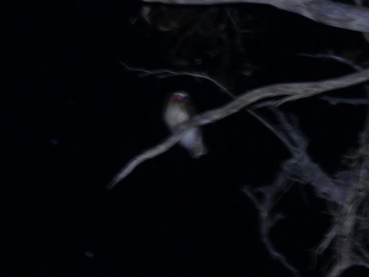 Австралийская иглоногая сова - ML612779259