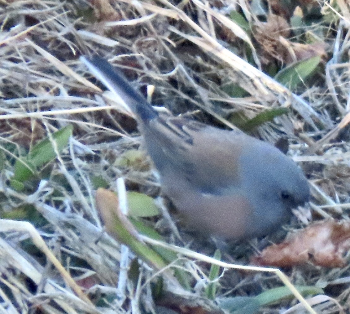 Dark-eyed Junco (Pink-sided) - ML612779278