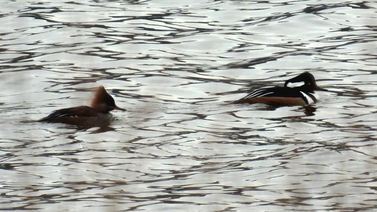 Hooded Merganser - ML612779321