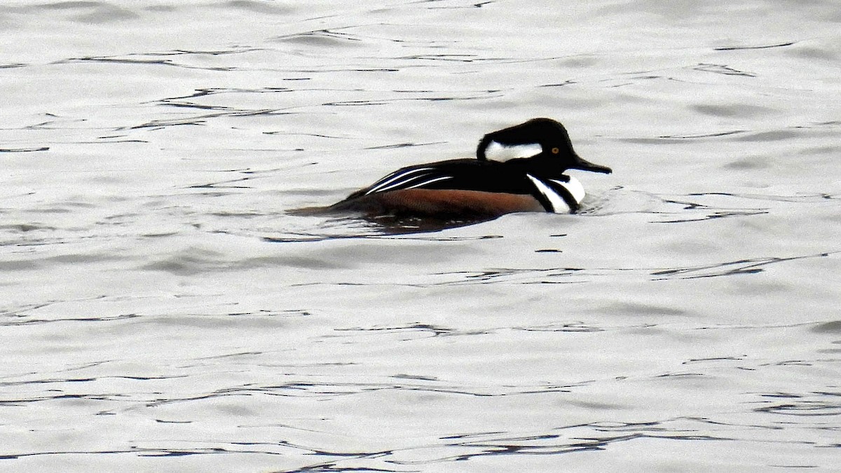 Hooded Merganser - ML612779322