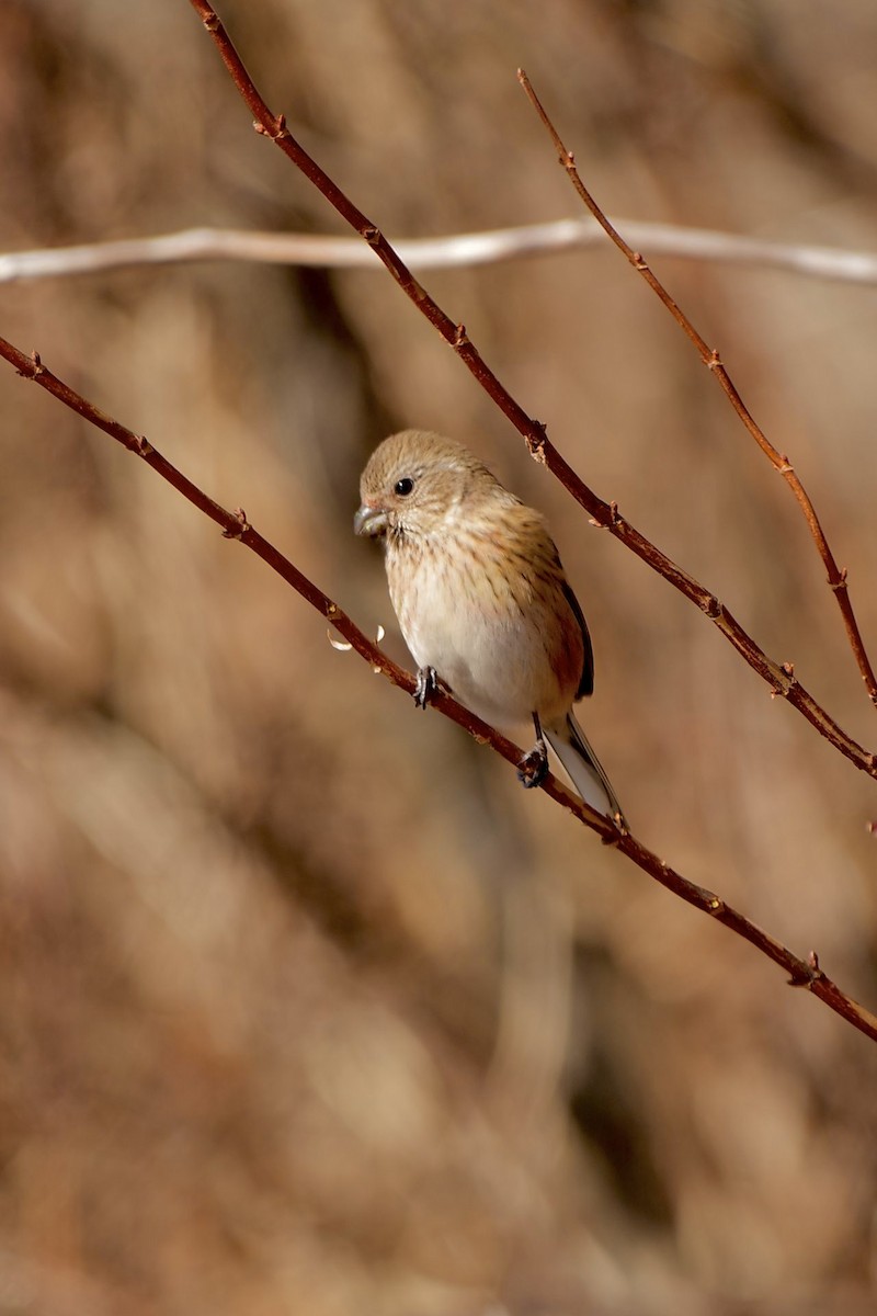 Long-tailed Rosefinch - ML612779357