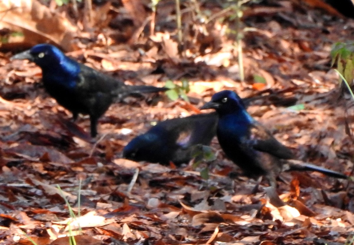 Common Grackle - ML612779376