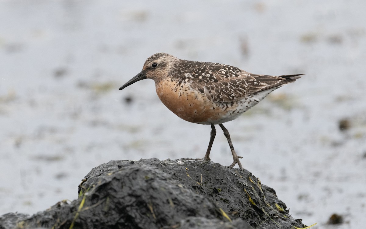 Red Knot - ML612779430
