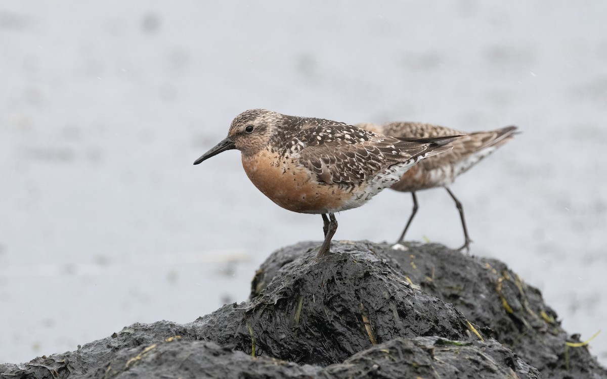 Red Knot - ML612779431