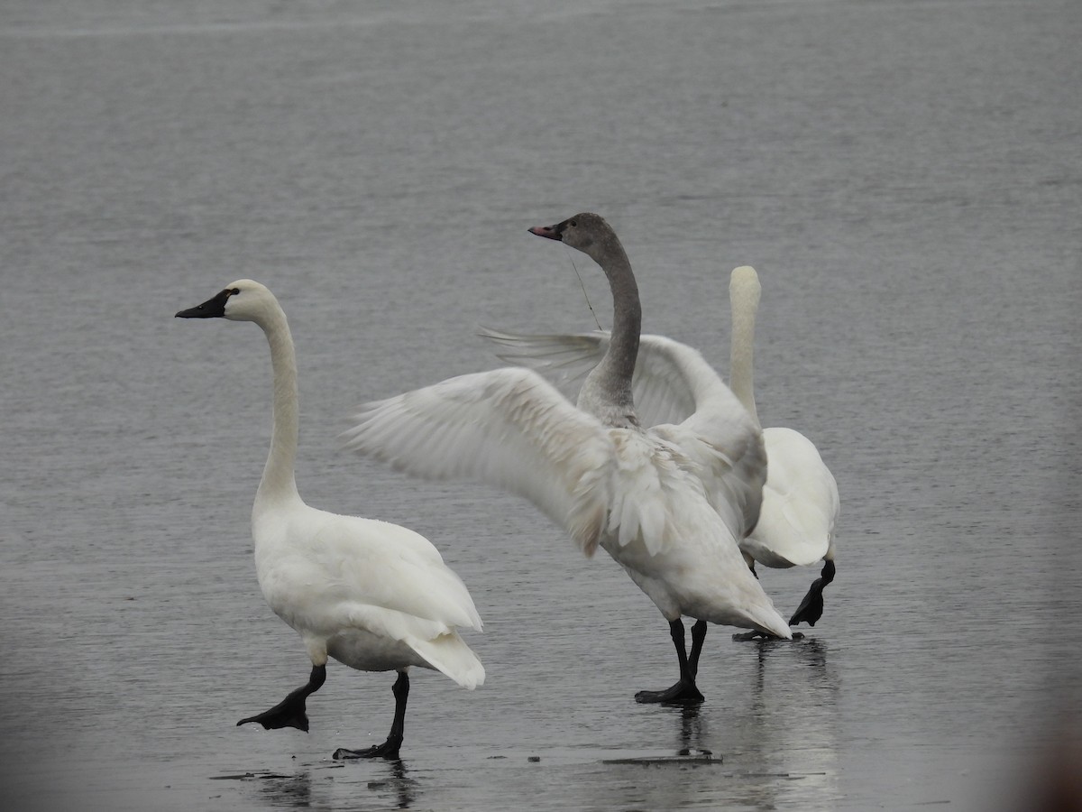 Tundra Swan - ML612779439