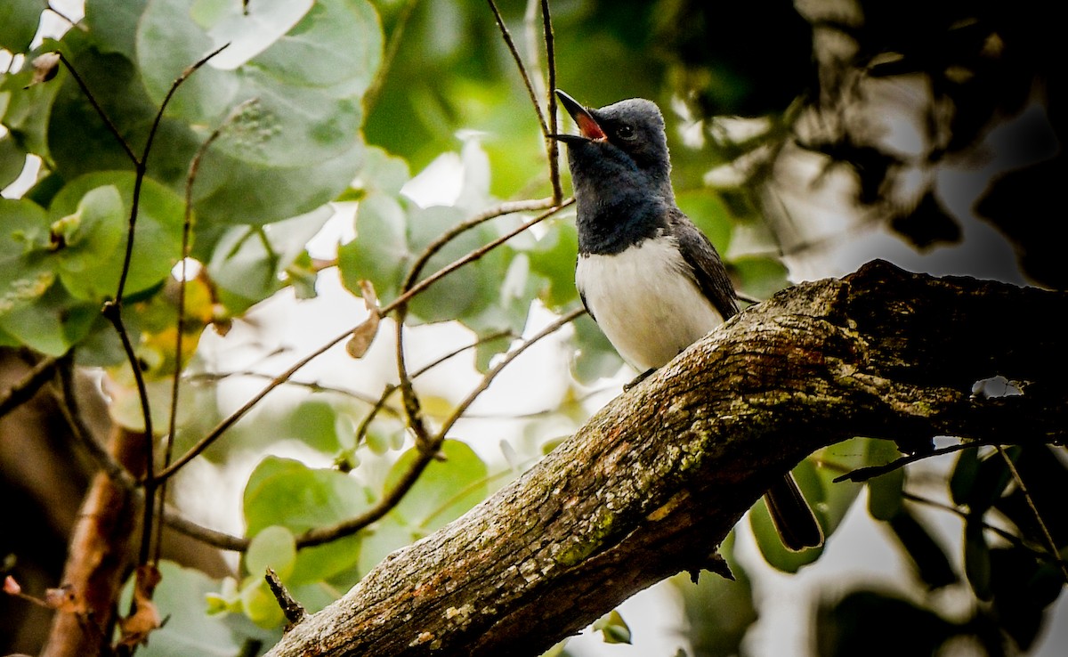 Leaden Flycatcher - ML612779609