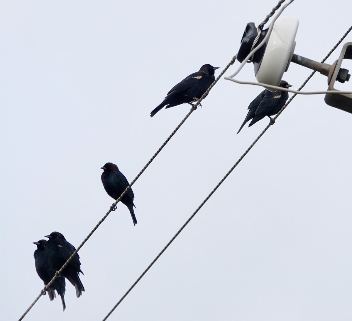 Tricolored Blackbird - Susan Goodrich
