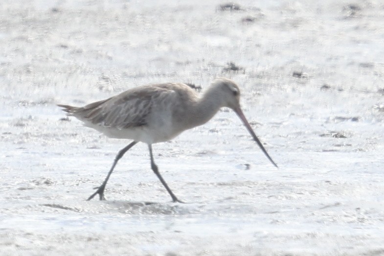 Bar-tailed Godwit - Andrew Lau