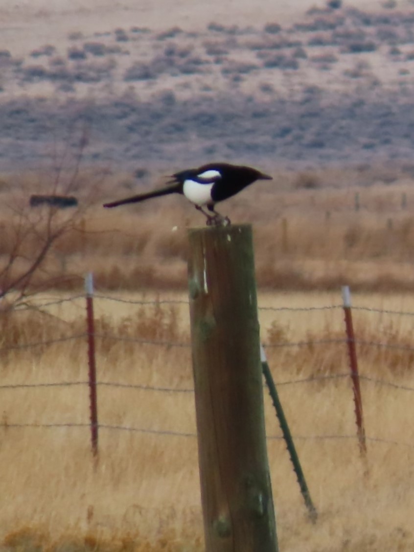 Black-billed Magpie - ML612779670