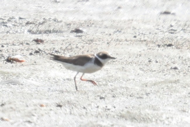 Semipalmated Plover - Andrew Lau