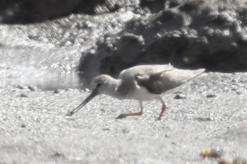 Terek Sandpiper - Andrew Lau