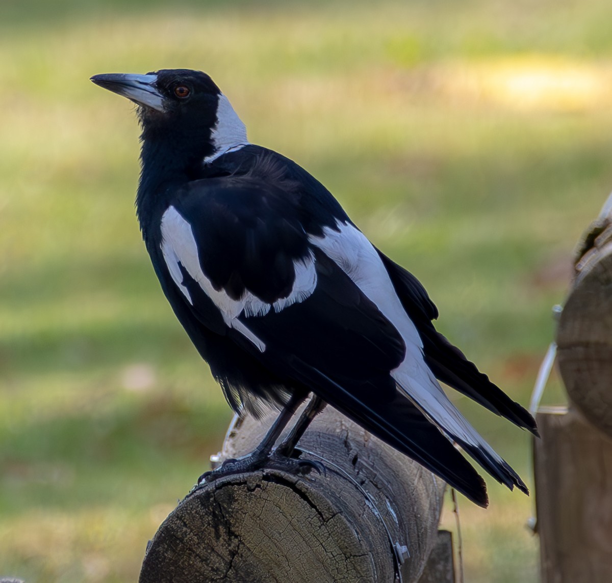 Australian Magpie - ML612779725