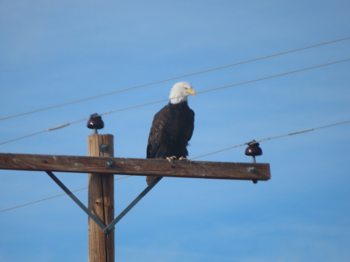 Bald Eagle - ML612779726