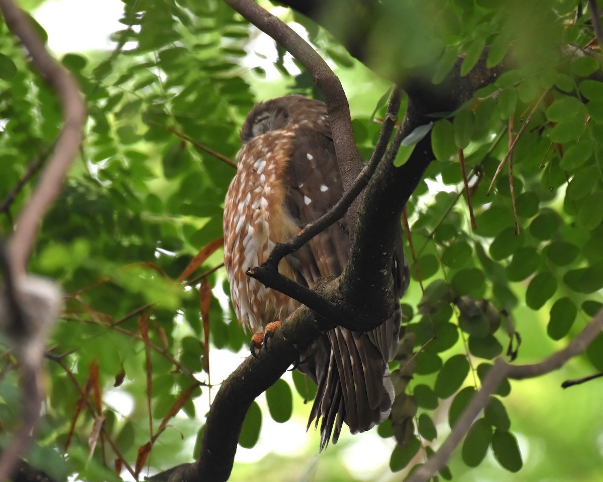 Barking Owl - ML612779806