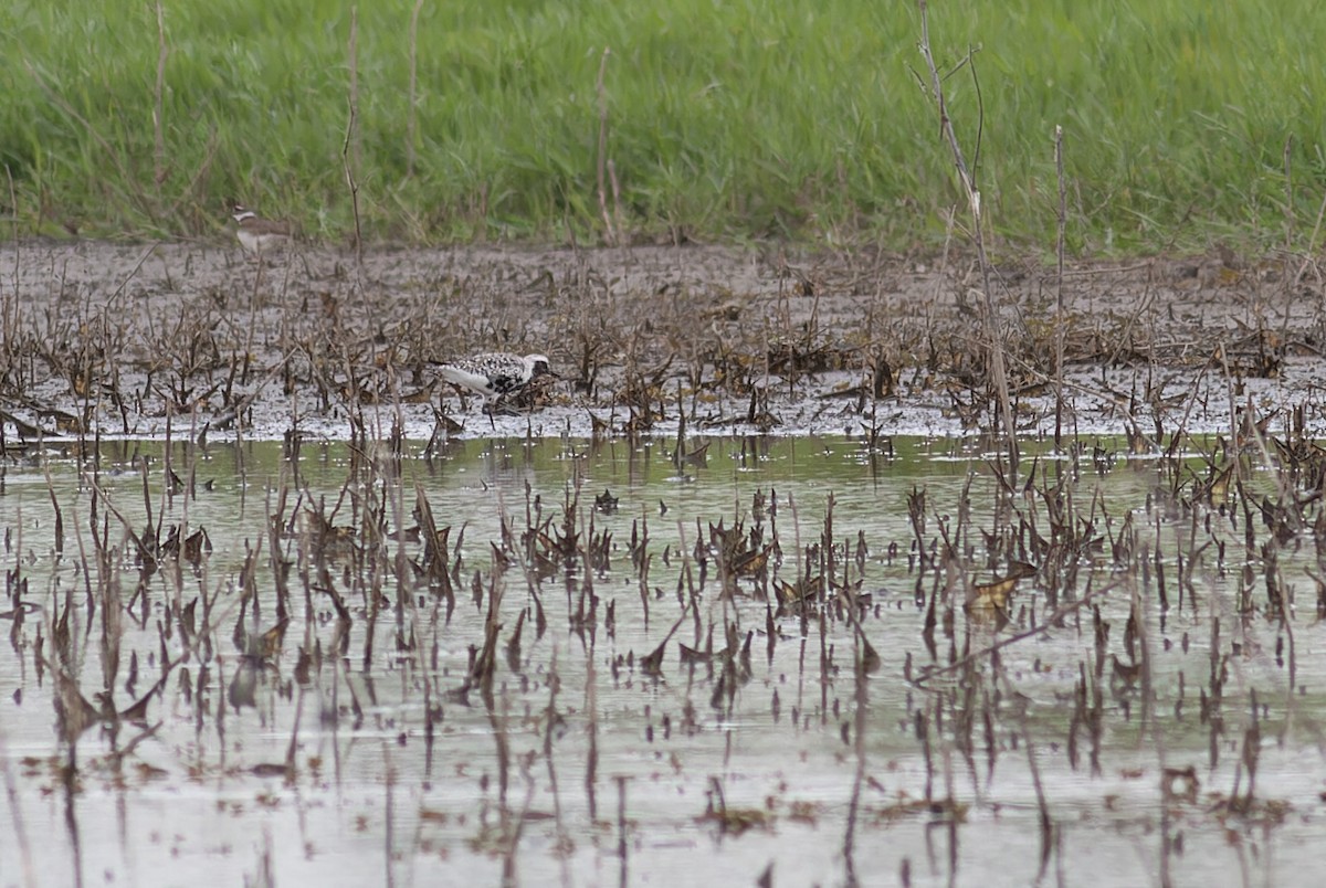 Black-bellied Plover - Michael Todd